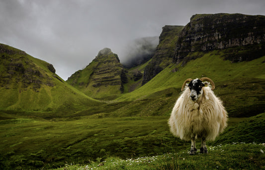 Plastic DRESS III - Fine Art Photography Print 40x60cm